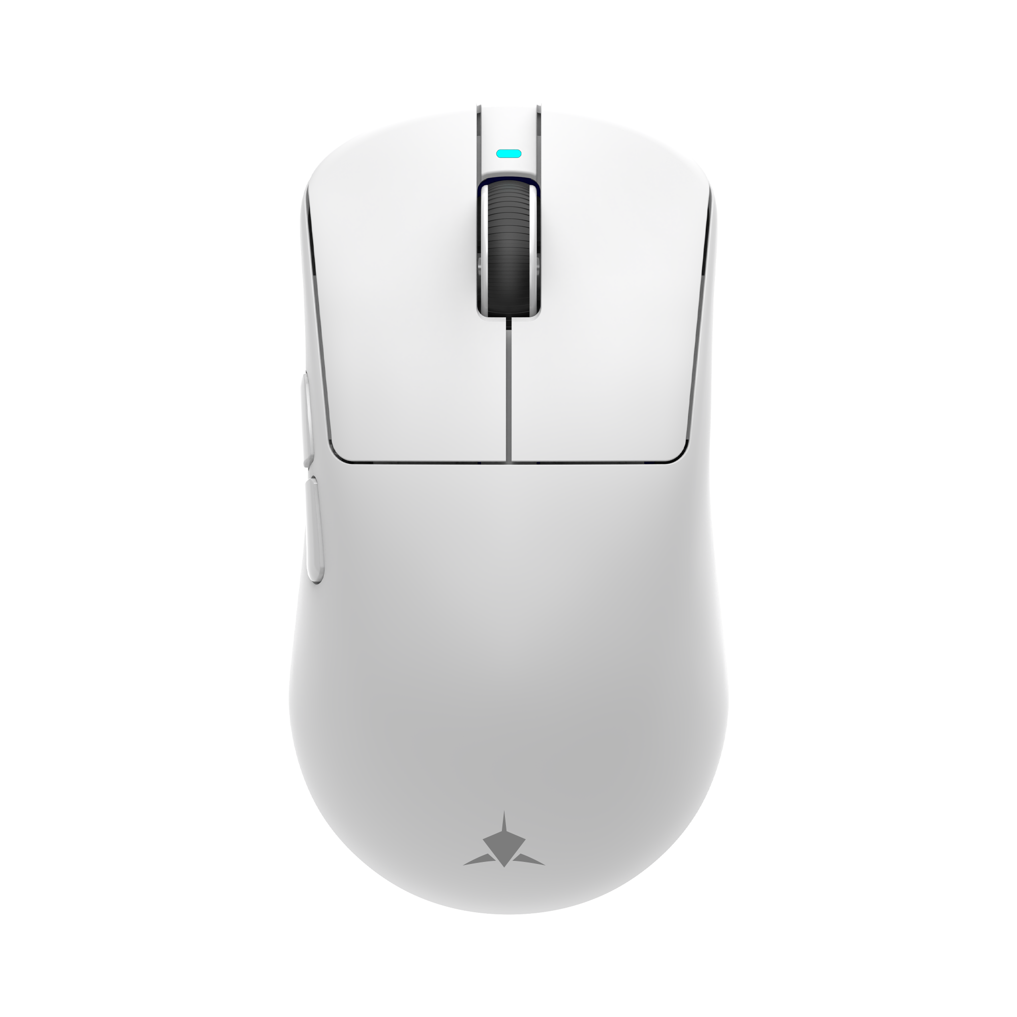 Mis_White_Shark_Bors_WGM_5021,_Bijeli_1.png