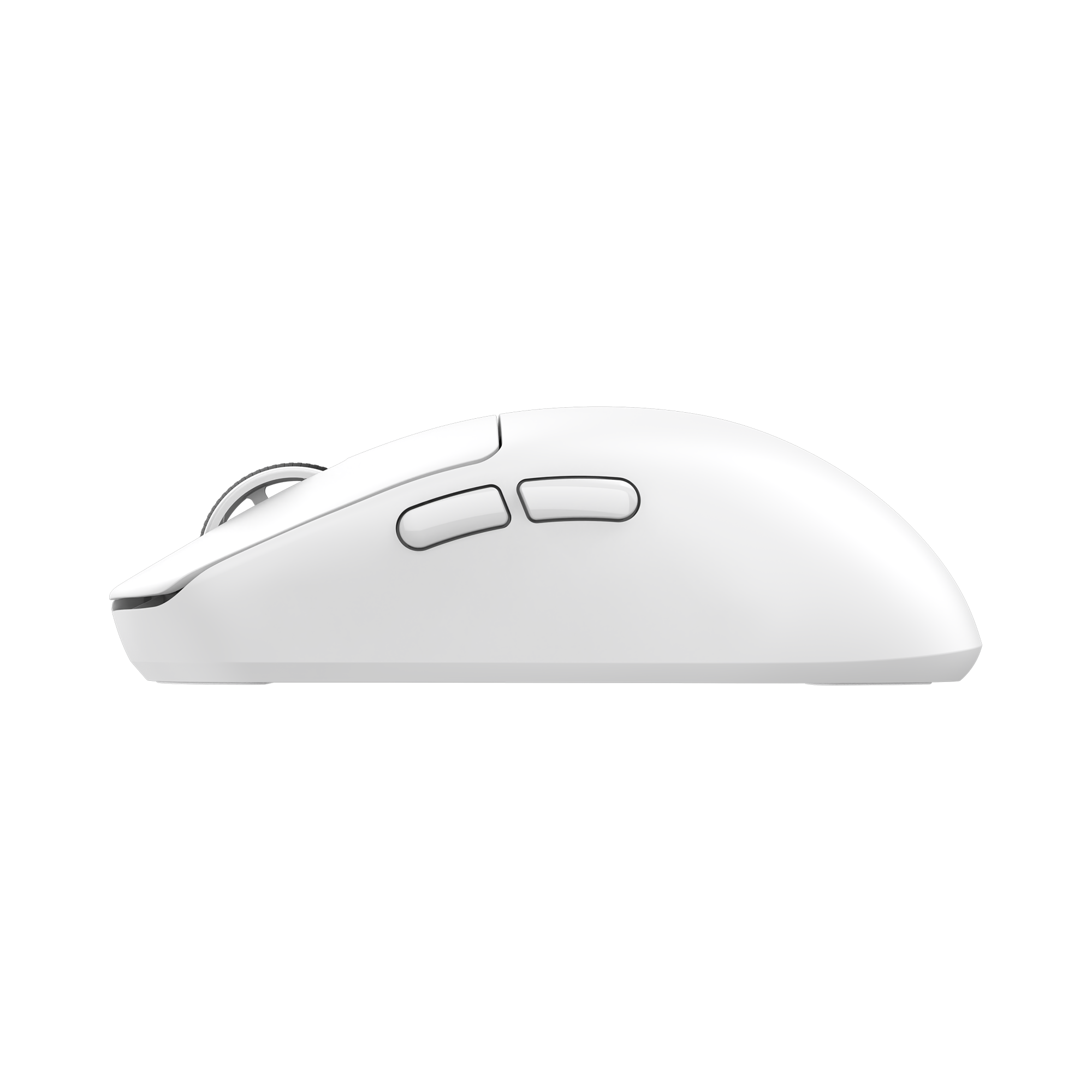 Mis_White_Shark_Bors_WGM_5021,_Bijeli_4.png