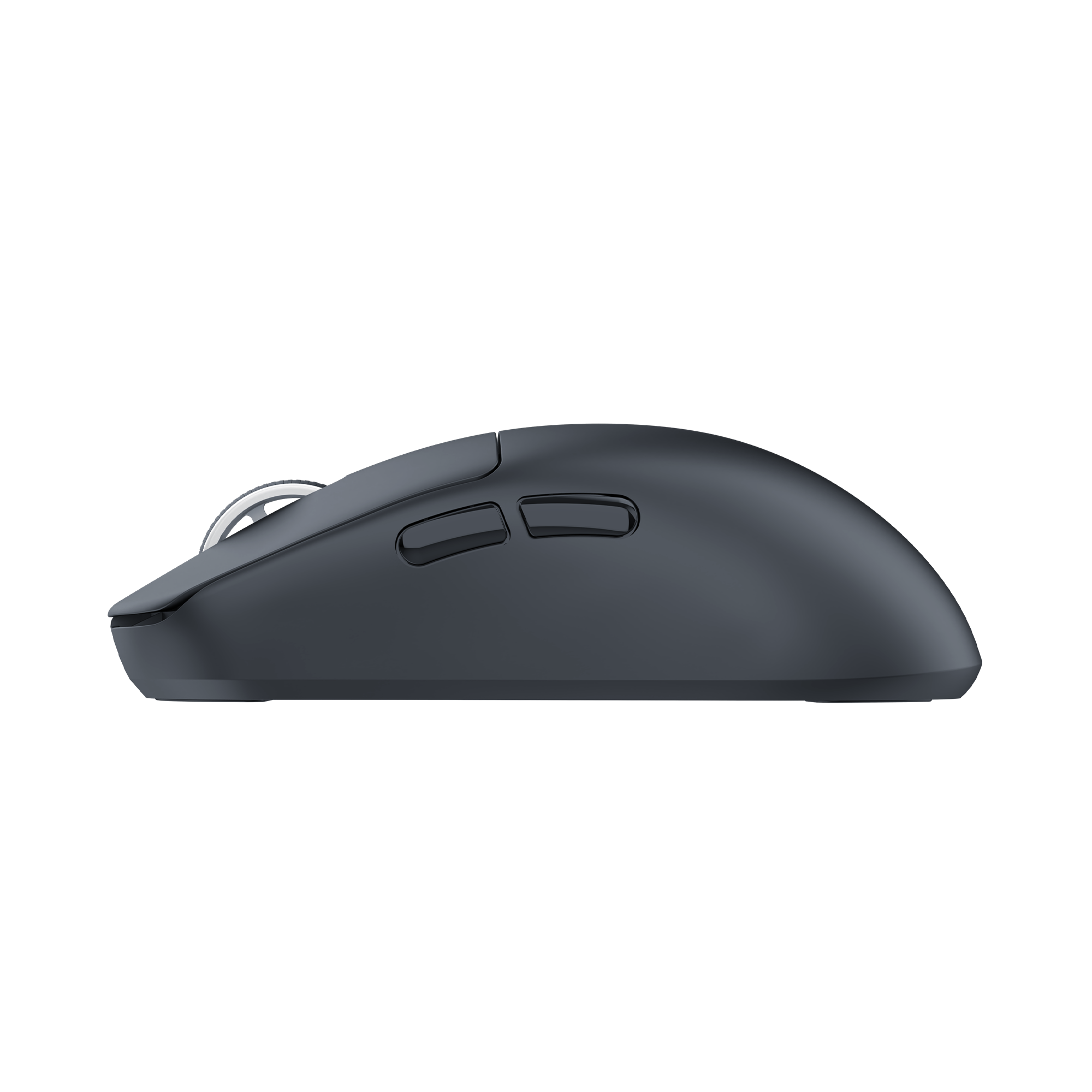 Mis_White_Shark_Bors_WGM_5021,_Crni_4.png